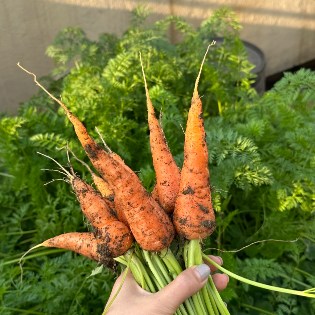 🥕Winter Carrot Seeds❄️ – Grow Fresh Veggies at Home
