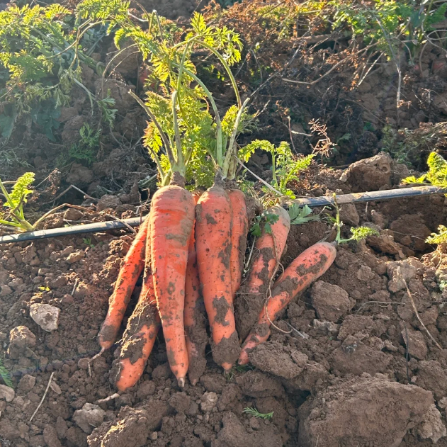 🥕Winter Carrot Seeds❄️ – Grow Fresh Veggies at Home