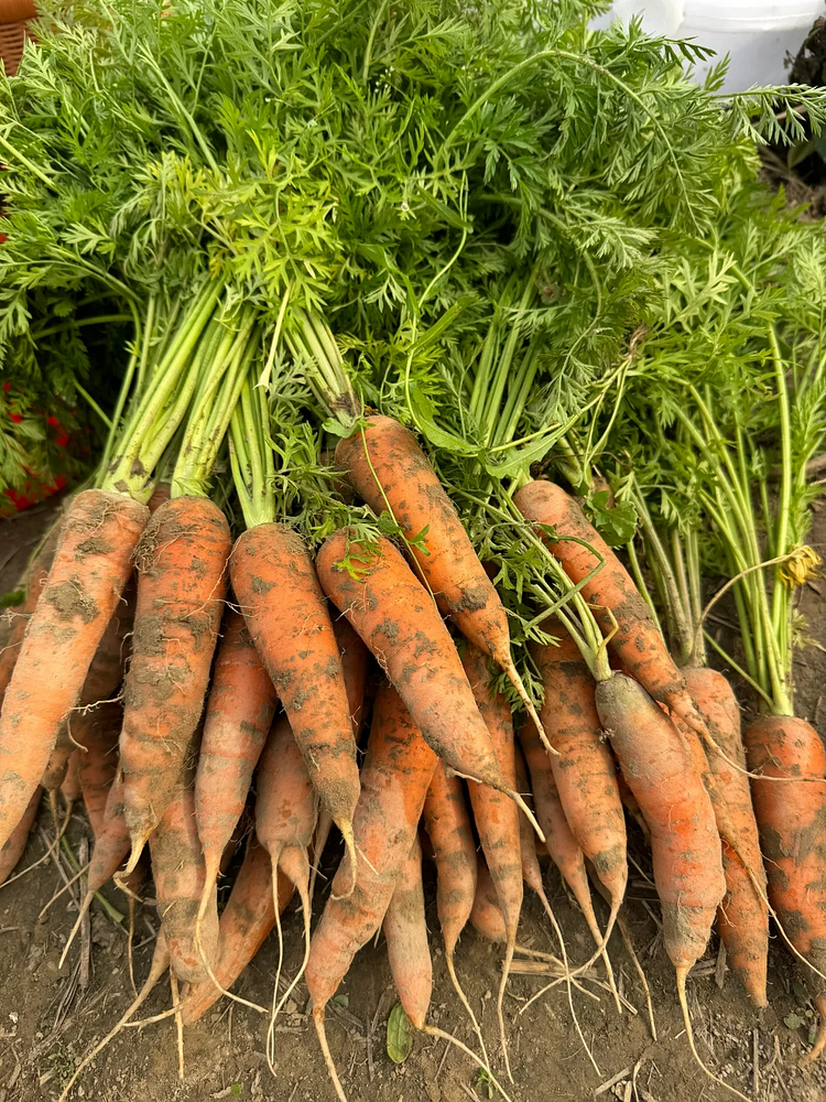 🥕Winter Carrot Seeds❄️ – Grow Fresh Veggies at Home