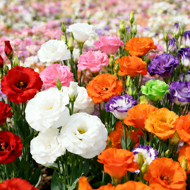 🌺Lisianthus - Sincere Love