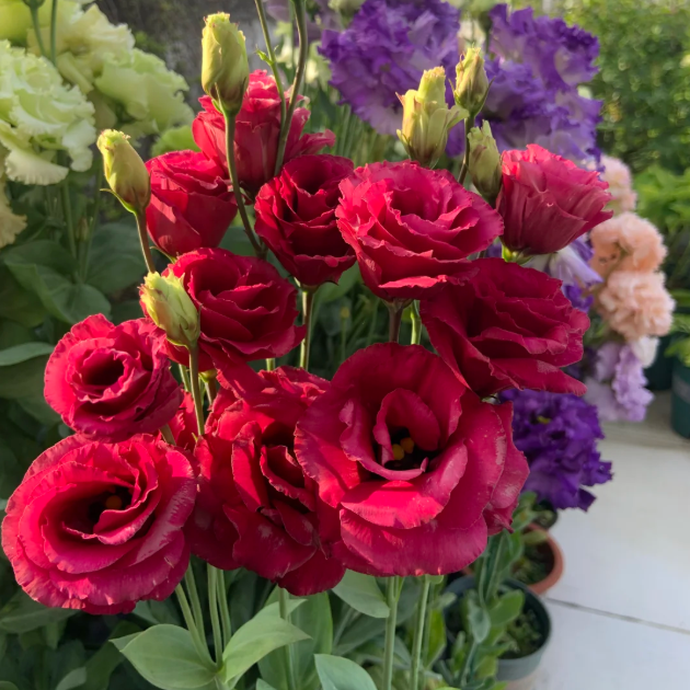 🌺Lisianthus - Sincere Love