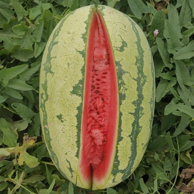 🍉Lazy Man's Watermelon Seeds – Grow Watermelons the Easy Way!