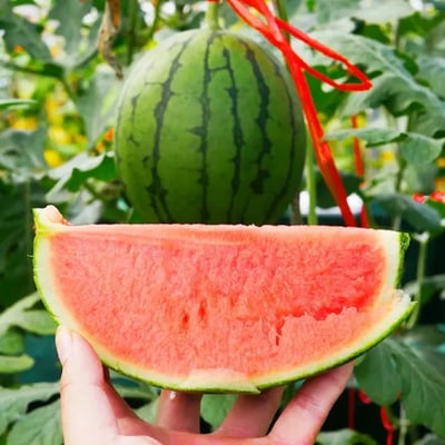 🍉Lazy Man's Watermelon Seeds – Grow Watermelons the Easy Way!