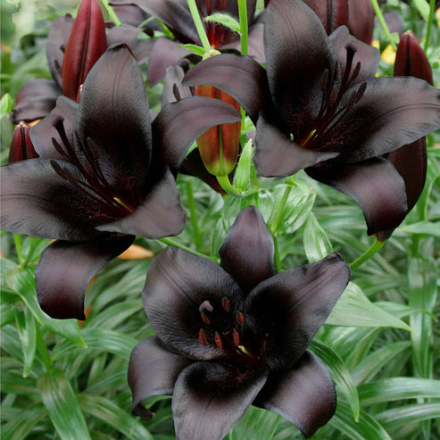 🎁2026 Must Plant☀️Rare Lily Bulbs🌸