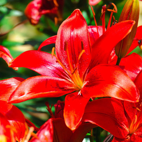 🎁2026 Must Plant☀️Rare Lily Bulbs🌸