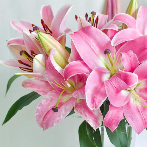 🎁2026 Must Plant☀️Rare Lily Bulbs🌸