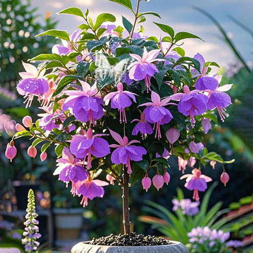 🌸 Double Fuchsia – Beautiful Shade-Loving Flowering Plants