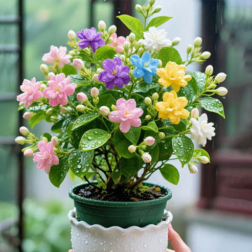 🌸 Double Fuchsia – Beautiful Shade-Loving Flowering Plants