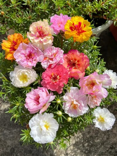 🌸Moss Rose Seeds(10,000+ Seeds) – 🌿Pure Seeds - No Filler - USA Heirloom Flower Seeds