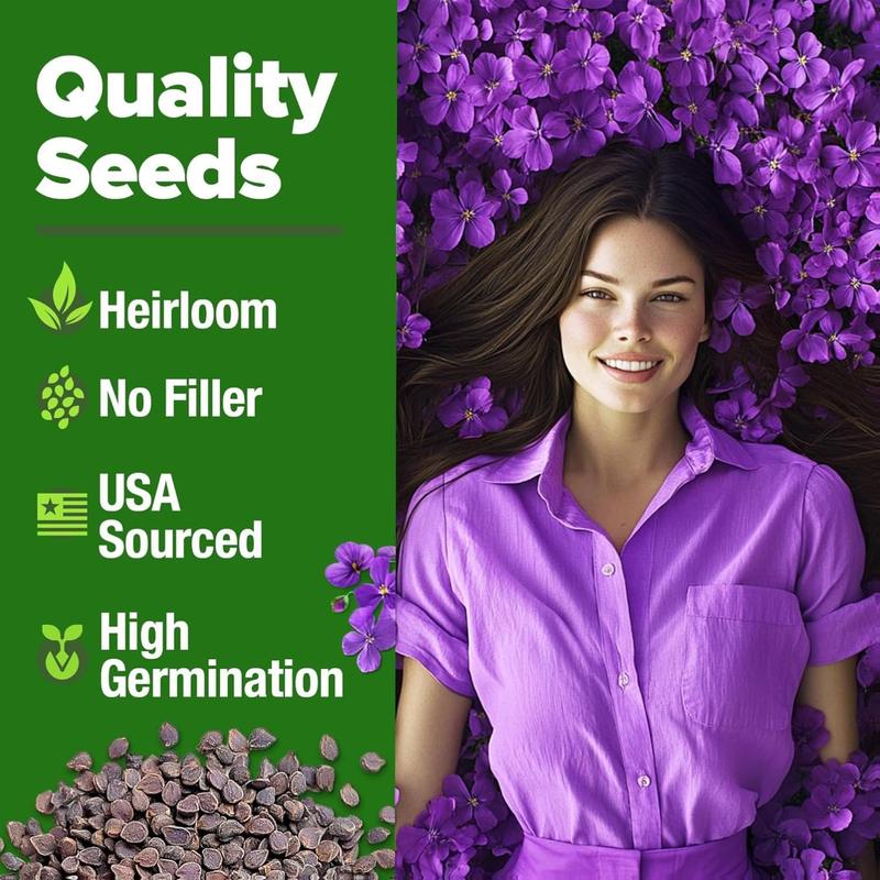 🌸 Aubrieta Rock Cress (Purple) – A Low-Growing Perennial That Turns Walls & Slopes Into Blooming Cascades