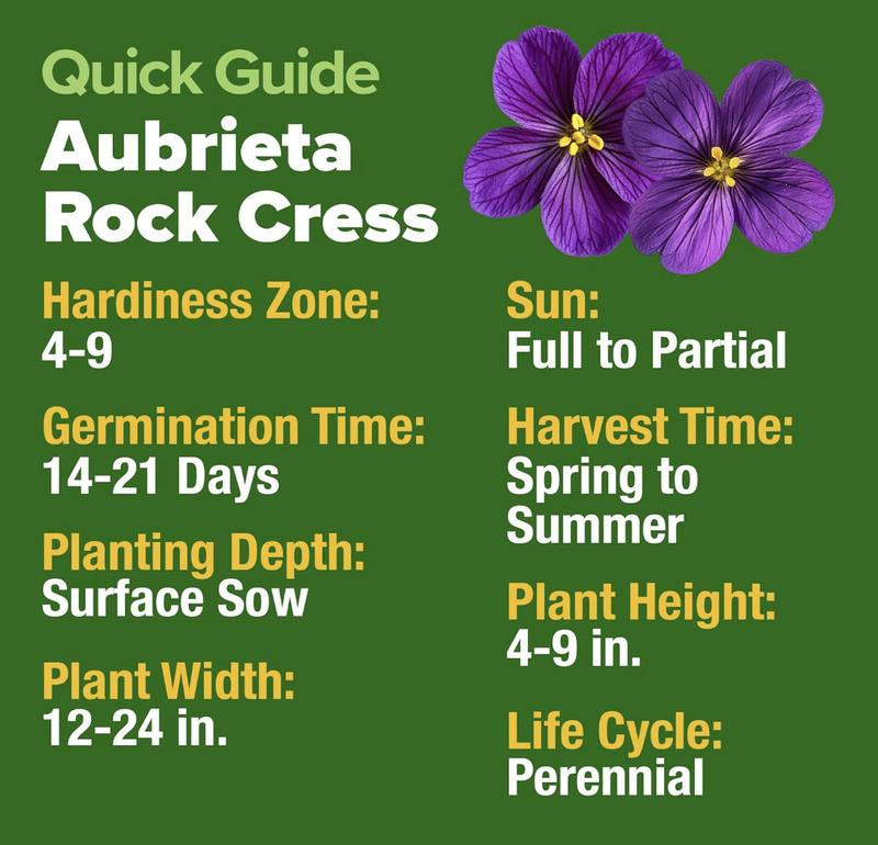 🌸 Aubrieta Rock Cress (Purple) – A Low-Growing Perennial That Turns Walls & Slopes Into Blooming Cascades