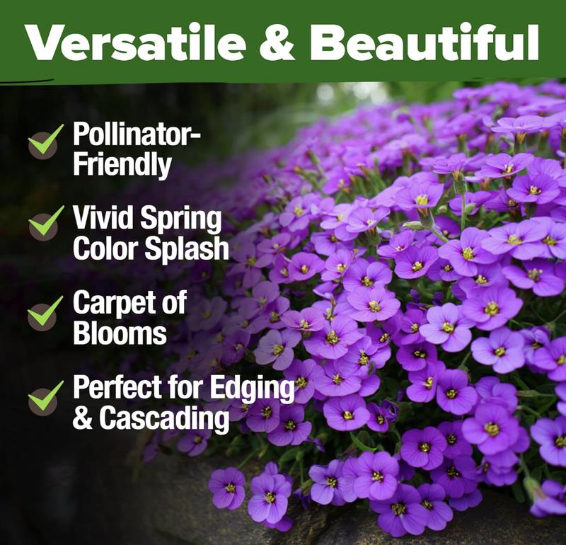 🌸 Aubrieta Rock Cress (Purple) – A Low-Growing Perennial That Turns Walls & Slopes Into Blooming Cascades