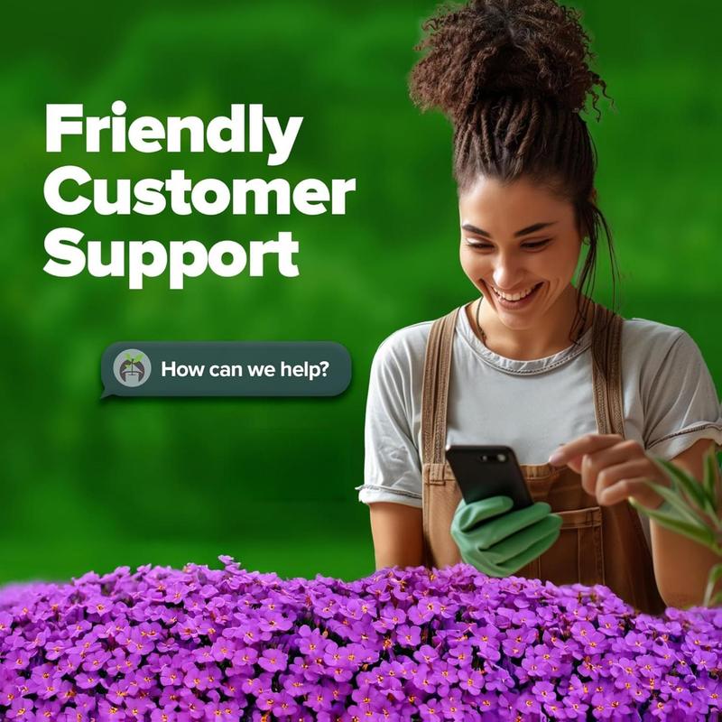 🌸 Aubrieta Rock Cress (Purple) – A Low-Growing Perennial That Turns Walls & Slopes Into Blooming Cascades