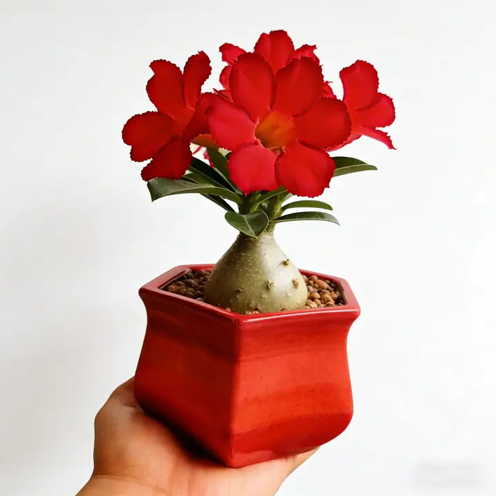 🌵🌺Desert Rose Bulbs