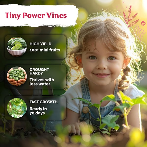 🥒Cucamelon Seeds (Mexican Sour Gherkin) | 50+ Seeds High-Yield Pack