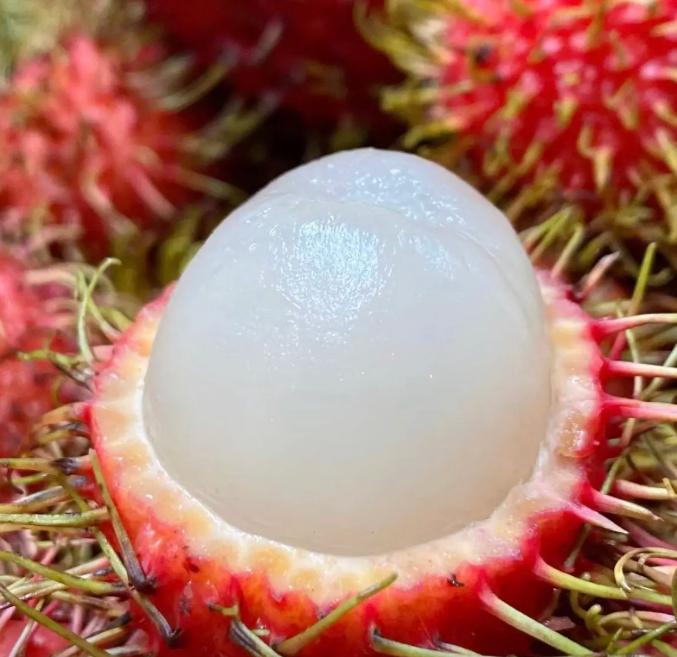 🌴 Exotic Rambutan Fruit Seeds