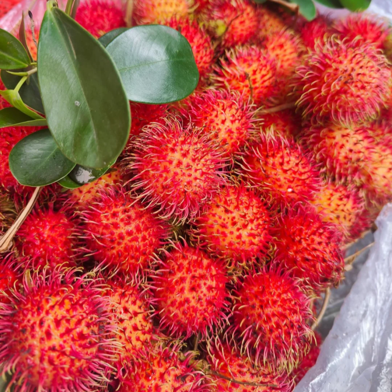 🌴 Exotic Rambutan Fruit Seeds