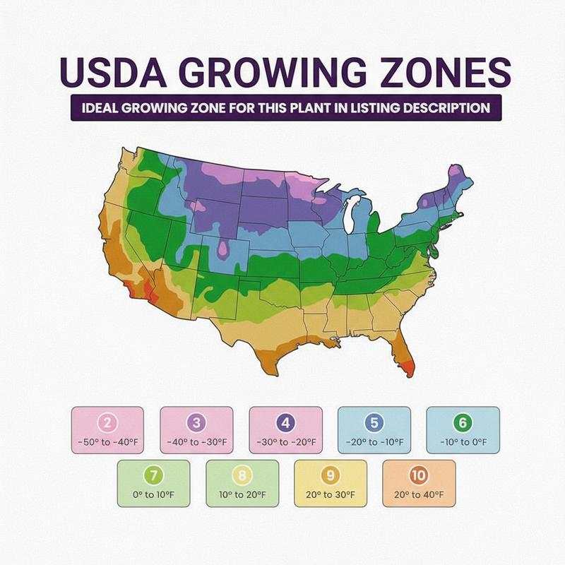 🌌 Galaxy Blue Iris Seeds – Dark Blue Petals with White Speckles