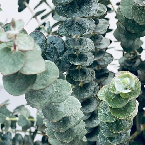 🌿 Eucalyptus Seeds – Grow Fresh Air at Home