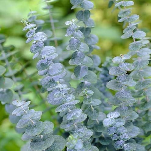 🌿 Eucalyptus Seeds – Grow Fresh Air at Home