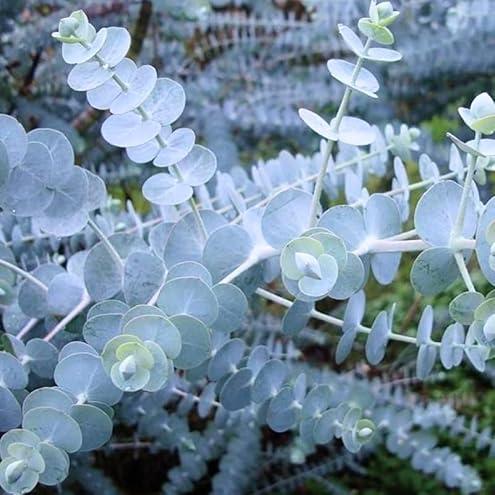 🌿 Eucalyptus Seeds – Grow Fresh Air at Home