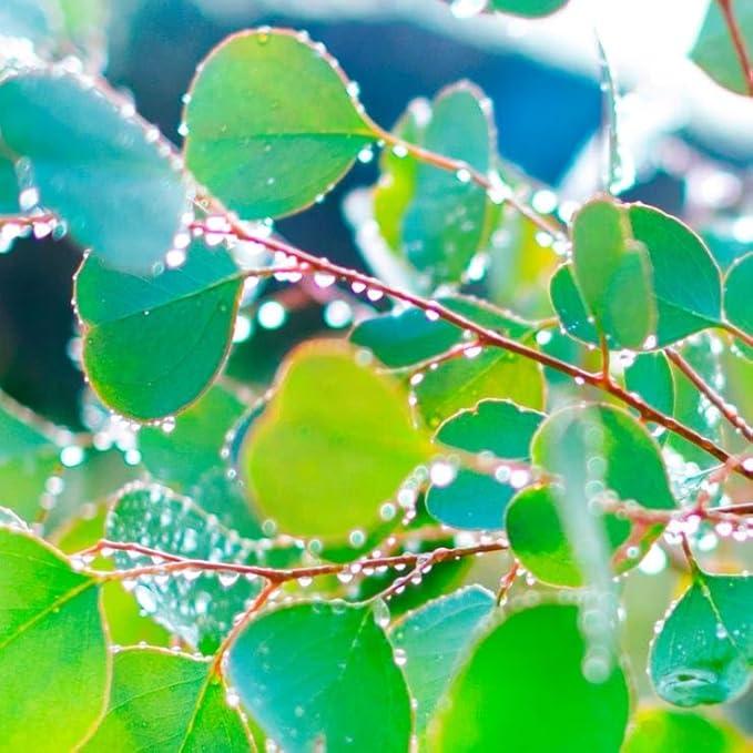 🌿 Eucalyptus Seeds – Grow Fresh Air at Home