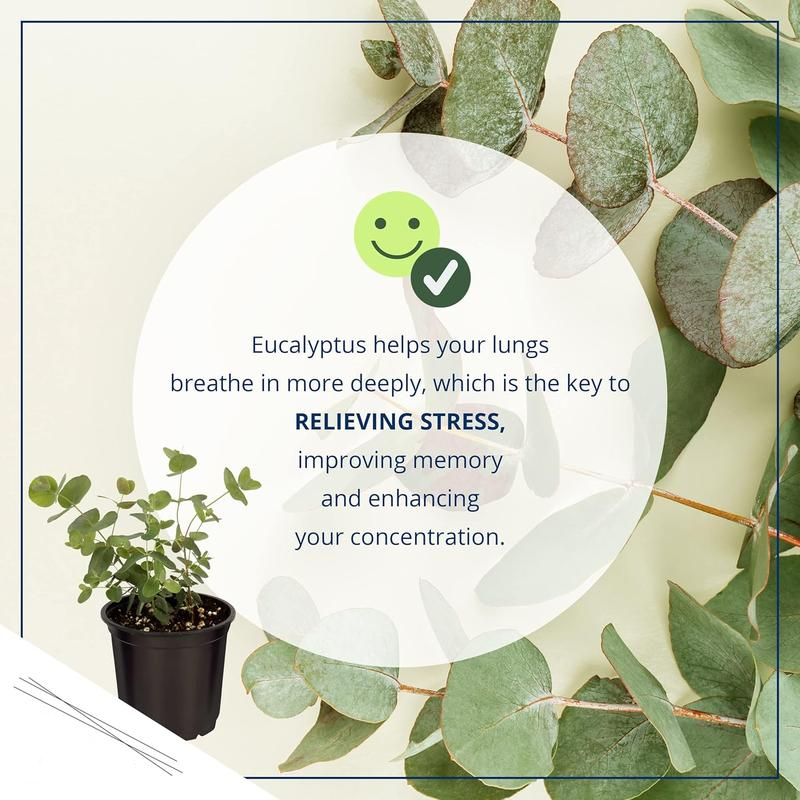 🌿 Eucalyptus Seeds – Grow Fresh Air at Home