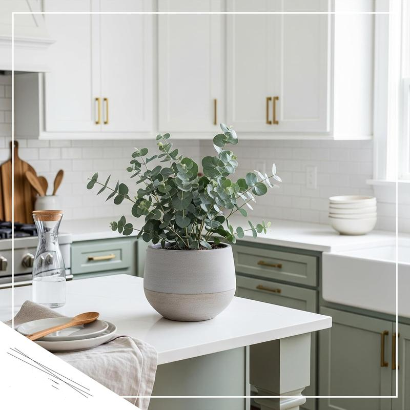 🌿 Eucalyptus Seeds – Grow Fresh Air at Home