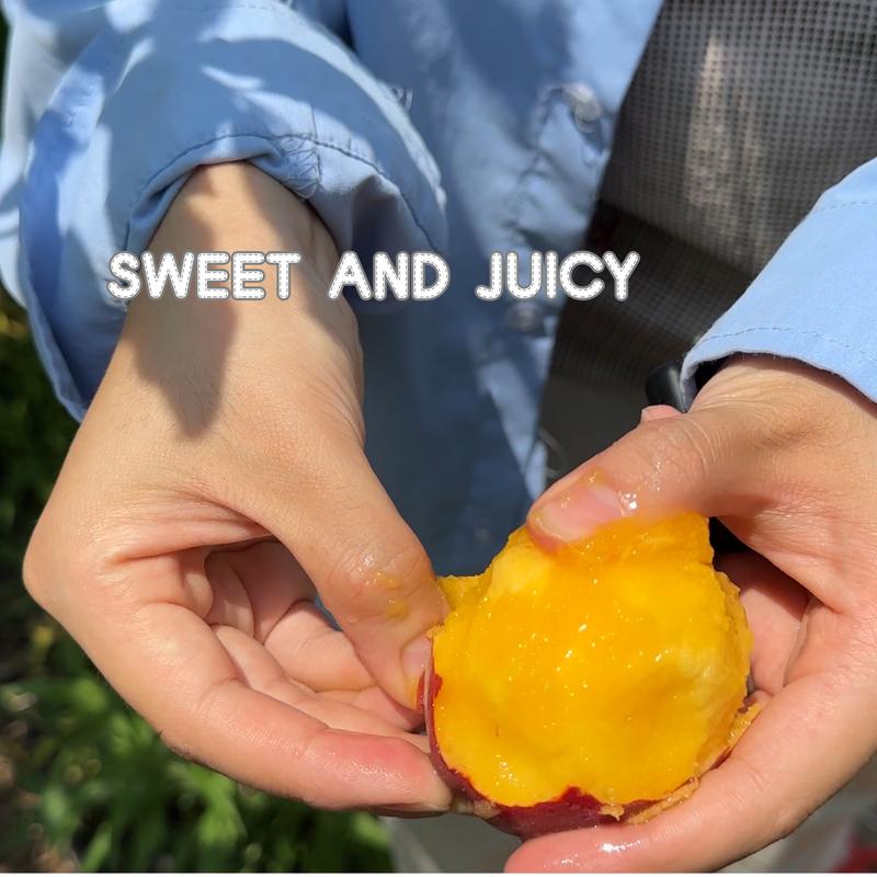 🍑 Dwarf Peach Fruit Tree Seeds – Sweet, Juicy & Bursting with Flavor