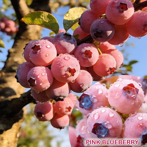 🔥50K+ SOLD!💟Premium Pink Blueberry Seeds -😋A Uniquely Delightful Taste-YH