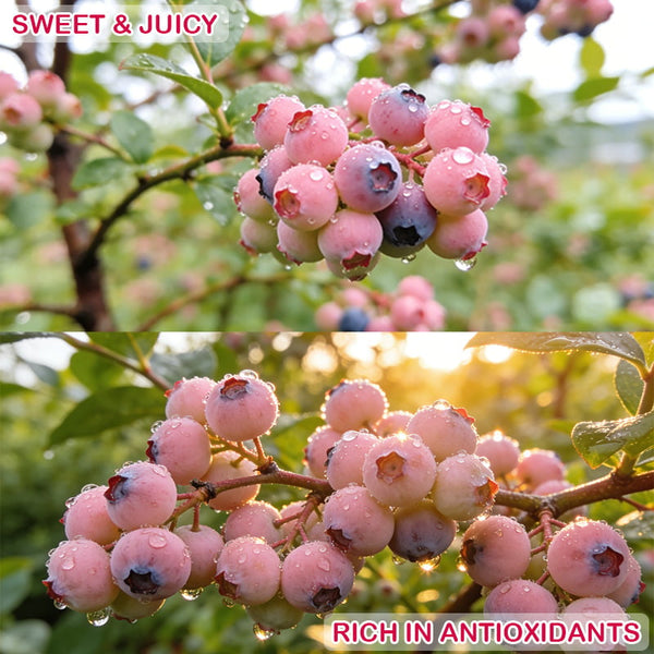 🔥50K+ SOLD!💟Premium Pink Blueberry Seeds -😋A Uniquely Delightful Taste-YH