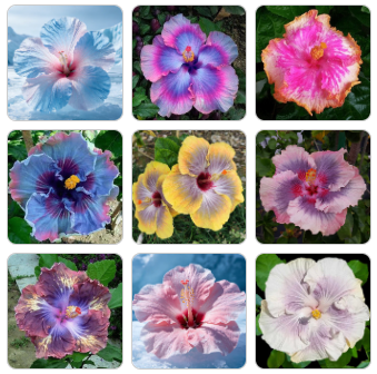 Giant Ombre Hibiscus Exotic Coral Flowers Seeds