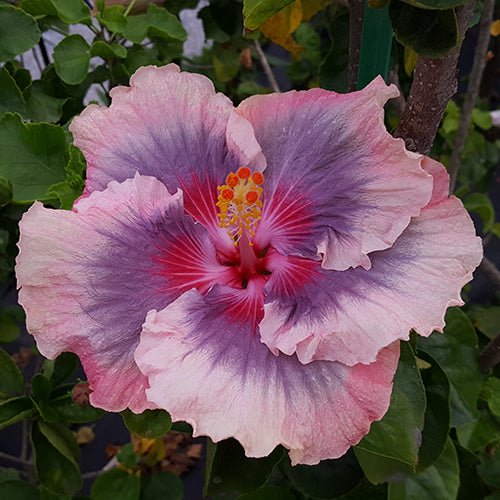 Giant Ombre Hibiscus Exotic Coral Flowers Seeds