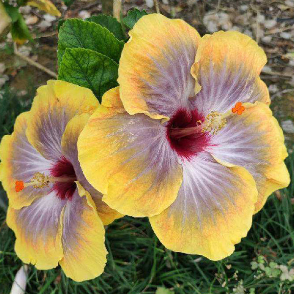 Giant Ombre Hibiscus Exotic Coral Flowers Seeds