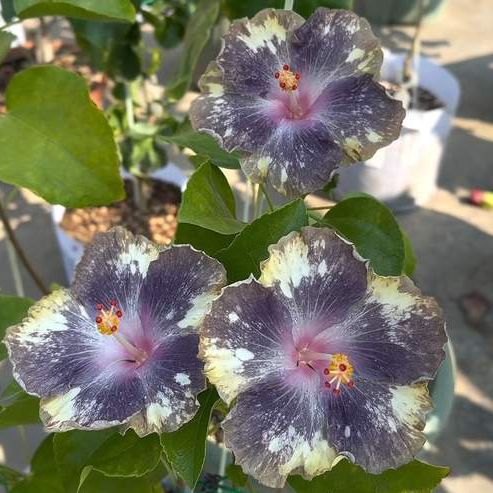 Giant Ombre Hibiscus Exotic Coral Flowers Seeds