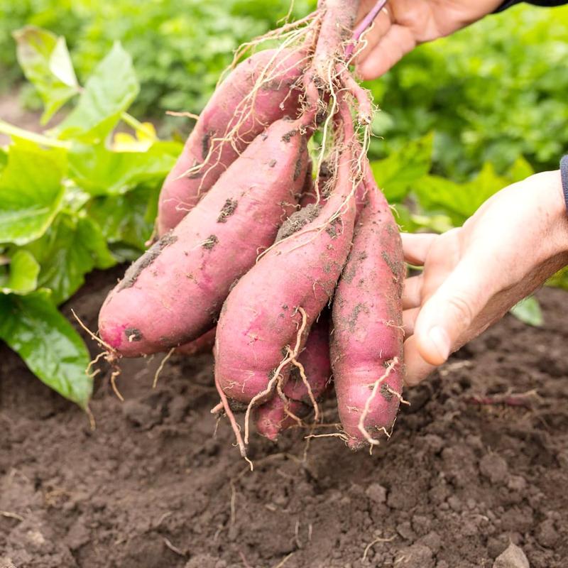 🍠 Ultra Sweet Red Sweet Potato Seeds
