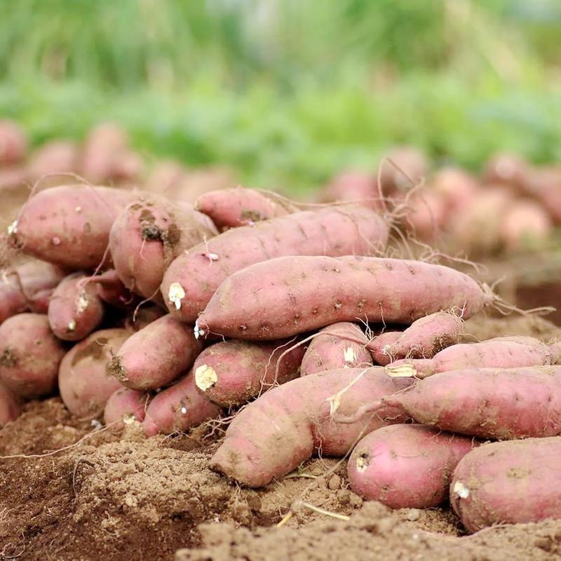 🍠 Ultra Sweet Red Sweet Potato Seeds