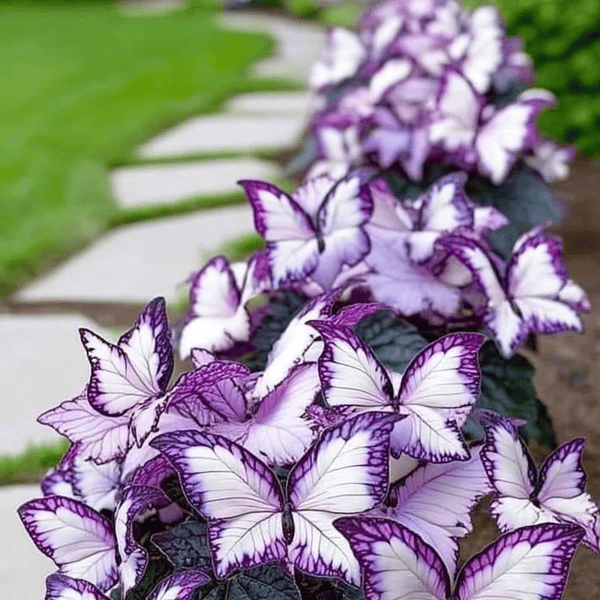 🔥 65K+ SOLD! 🍃🦋 Butterfly Leaf Hosta Seeds: Add a Touch of Whimsy to Your Garden!🌺