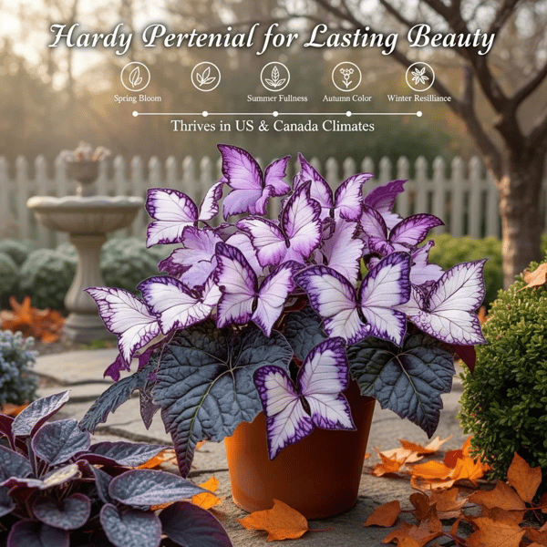 🔥 65K+ SOLD! 🍃🦋 Butterfly Leaf Hosta Seeds: Add a Touch of Whimsy to Your Garden!🌺