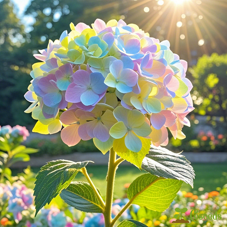 Dreamy Hydrangea Seeds – A Kaleidoscope of Colors for Your Garden