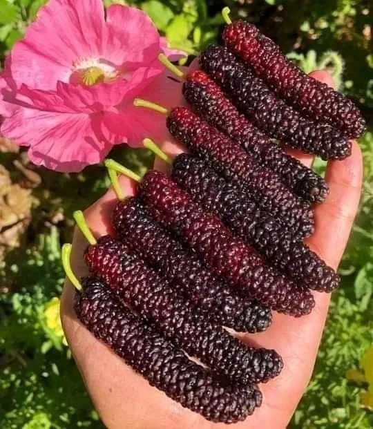 Four seasons long fruit mulberry seeds
