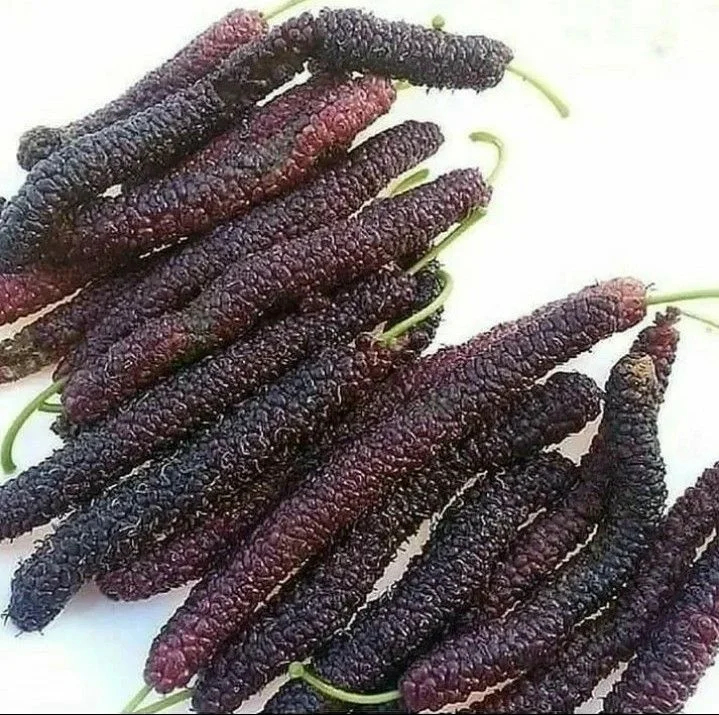 Four seasons long fruit mulberry seeds