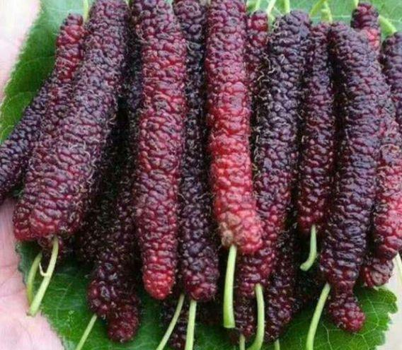 Four seasons long fruit mulberry seeds