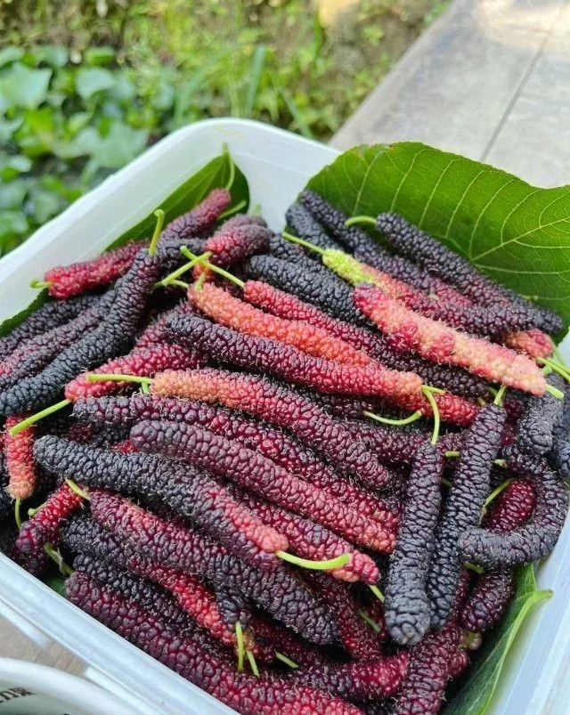 Four seasons long fruit mulberry seeds