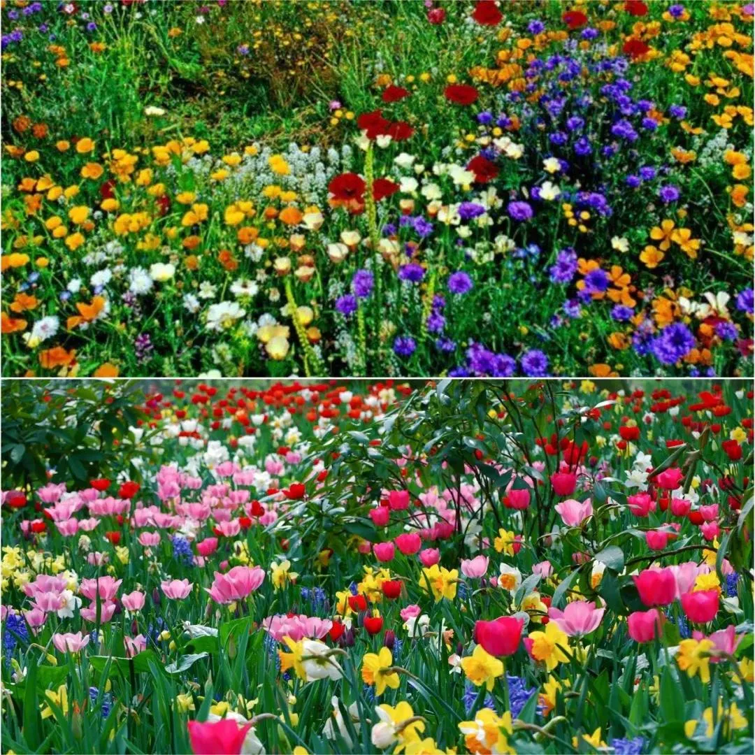 🐝Insect-friendly🔥Over 60 Mixed Perennial Flower Seeds🌿Pure Non-GMO