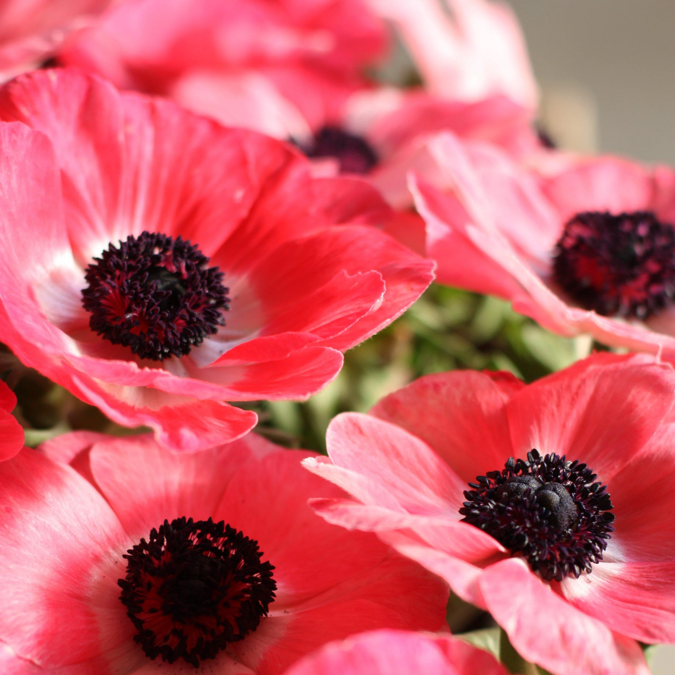 Rosa Shocking Anemone Seeds