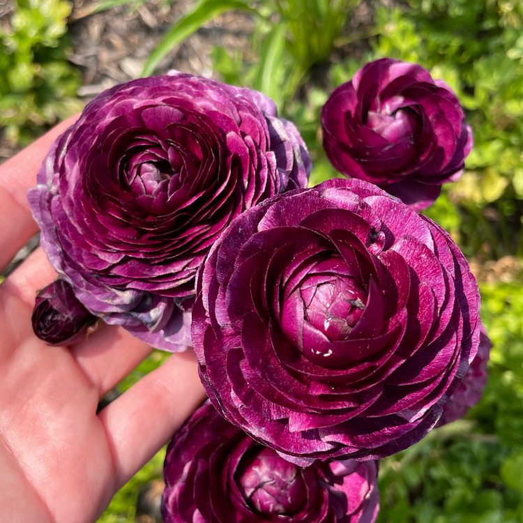 Multicolor Ranunculus Seeds