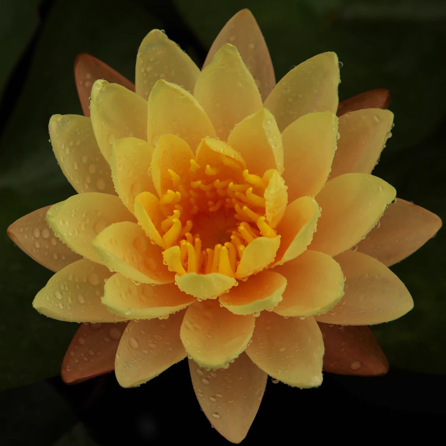 🔥🔥🔥🌈 Rainbow Lotus Flower Seeds – Exotic Water Lilies for Indoor & Outdoor 🌸