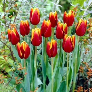 Halley's Comet Jumbo Perennial Tulip Seeds
