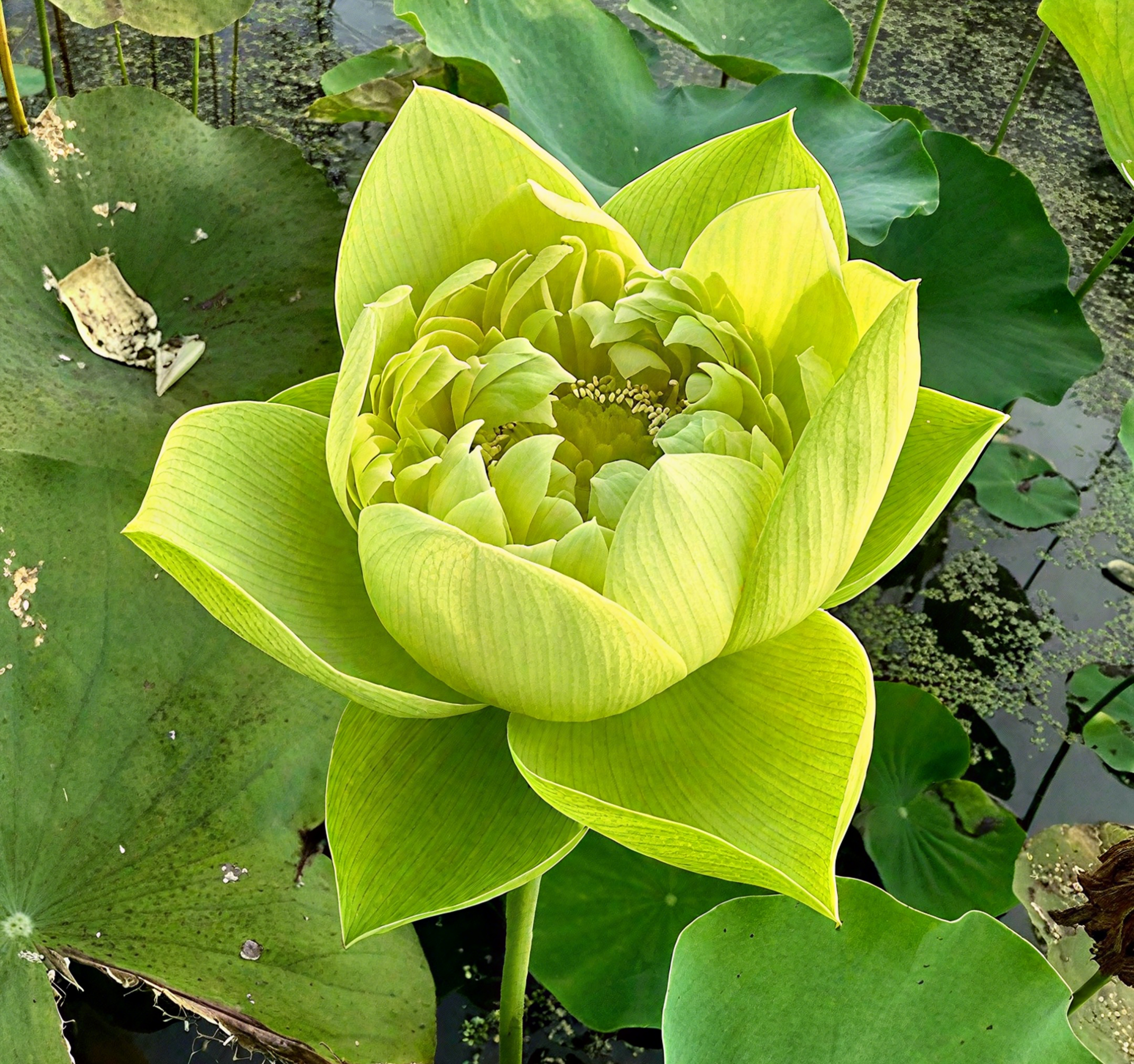 💐The Sacred Bonsai Bowl Lotus Flower Seeds